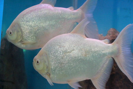 White Silver Fish Couple photo