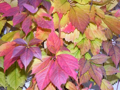Leaves colored emerge
