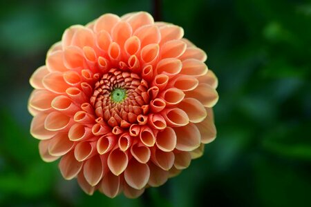 Beautiful Flowers beautiful photo blooming