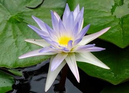 Aquatic beautiful beautiful flowers