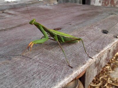 Wildlife bug antennae photo