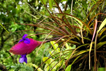Tillandsia bromeliad amazonie photo