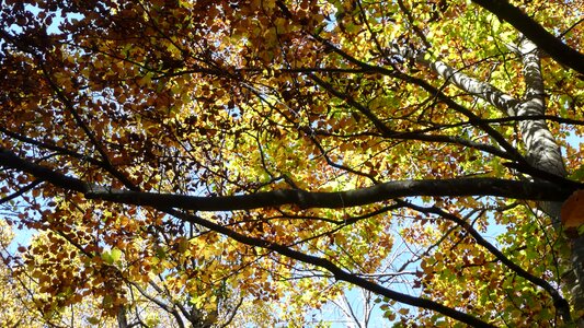 Autumn branch cloud photo