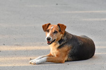 Beautiful Photo dog portrait
