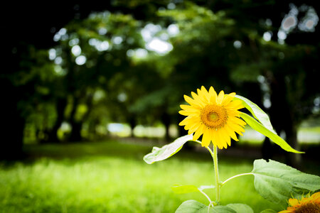3 Sunflower photo