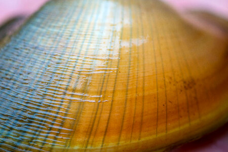 Freshwater mussel rays on young mussel