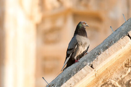 Pigeon on the ledge of an old building
