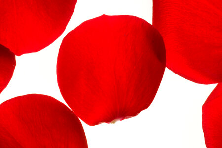 rose petals photo