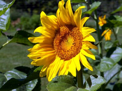 Blossom flowering plants photo