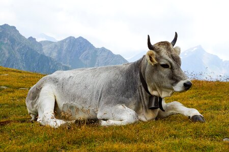 Alpine milk cow rest