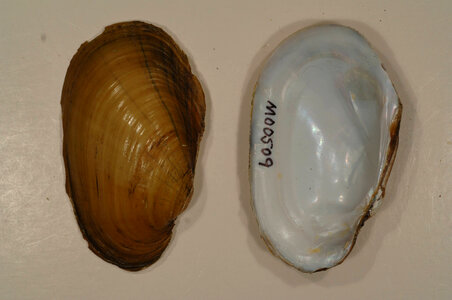 Lampsilis siliquoidea-2
