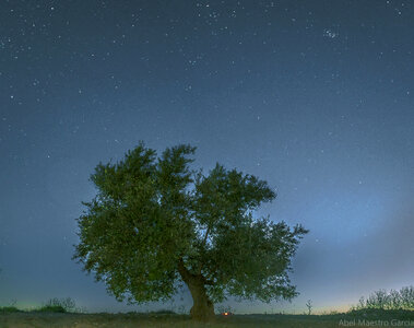 Tree under the stars photo