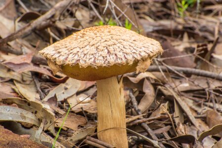 Cap fungi australia