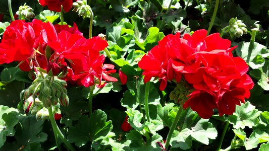 Beautiful Flowers biology blooming