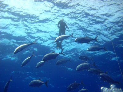 Light diver fish