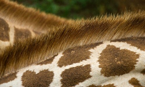 Animal wildlife giraffe photo