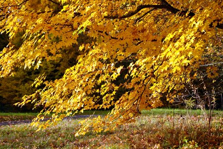 Autumn autumn season branch