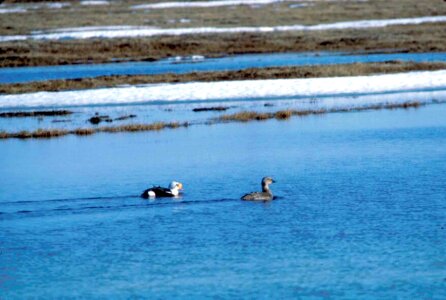 Animal aquatic bird bird