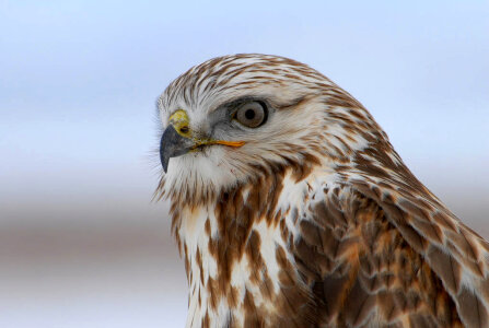 Rough-legged Hawk-4 photo