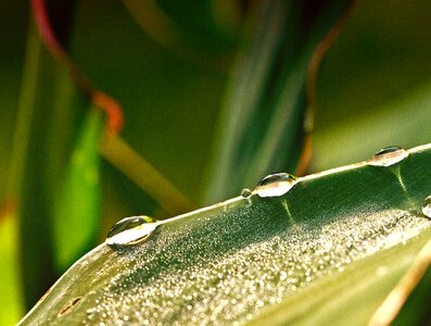 Morning dew after the rain drops on leaf