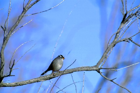 Sparrow white 