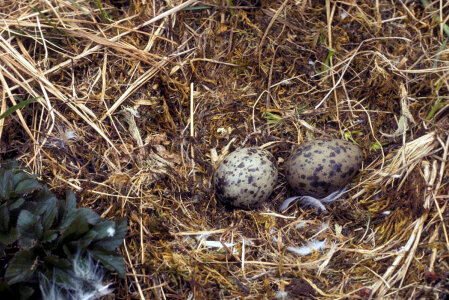 Glaucous-winged Gull Nest With Eggs