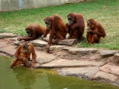 Monky fun orangutan photo