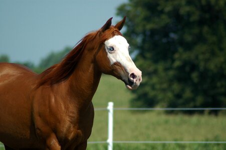 Equine equestrian horse head photo