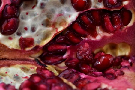 Kernel macro pomegranate photo