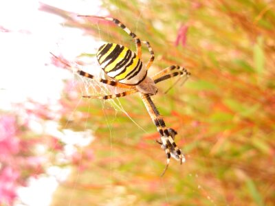 Bug danger halloween photo