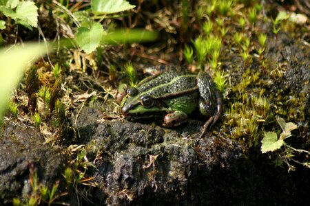 Nature water animals