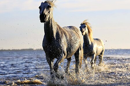 Animal cavalry horse photo