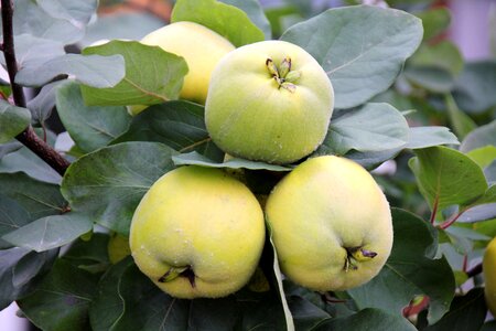 Quince plant thanksgiving