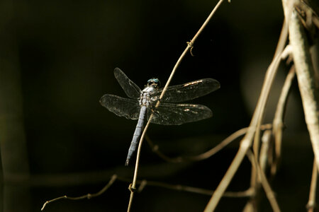 Dragonfly flitting on a small branch photo