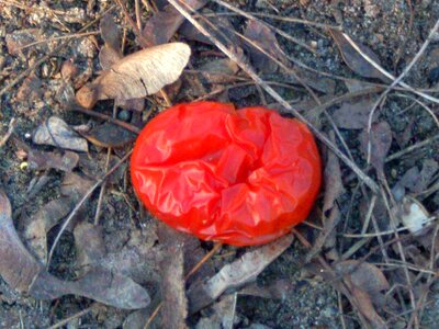 tomatoe