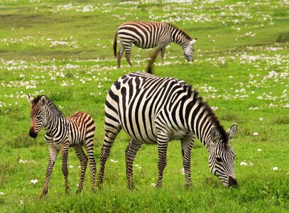Tanzania africa zebra photo