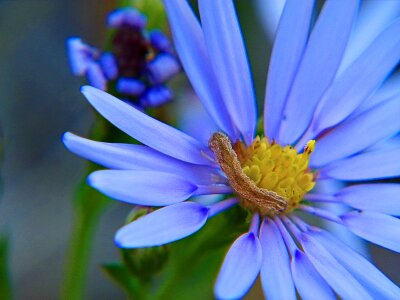 Arctic aster wildflower floral photo
