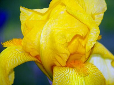 Blooms blooming petals photo