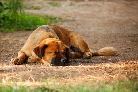 Canine cute dog