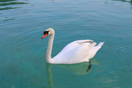 Lake water white