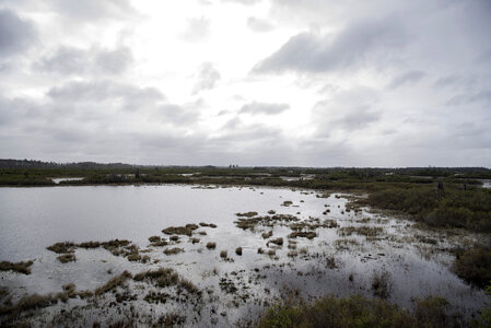 Swampy Landscape along the Chesser Island Boardwalk photo