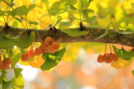 Fukushima tree fruit