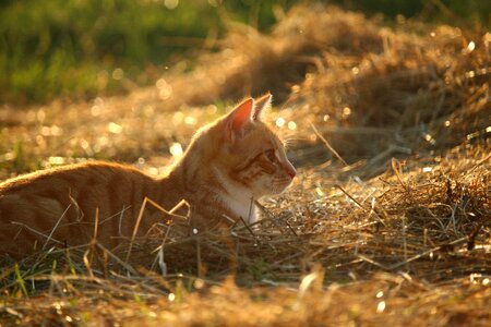 Animal cat claw photo