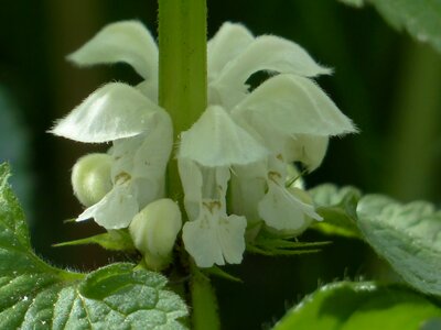 Plant white blossom