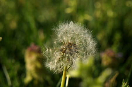 Wildflower