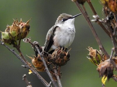 Bird bird watcher bush photo