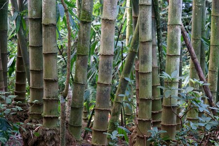 Bamboo branch ecology photo