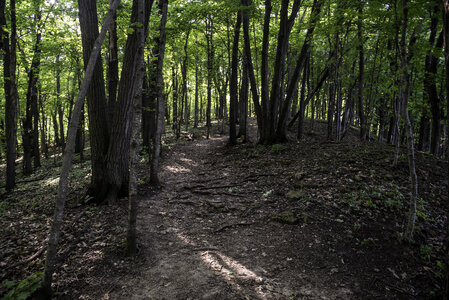 Forest Path with trees and shadows in Great River Bluffs State Park