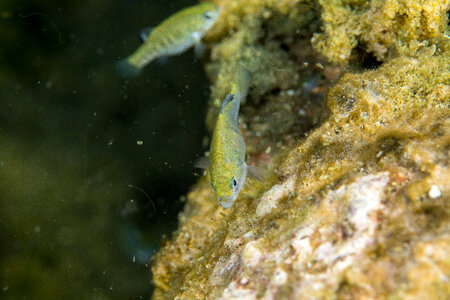 Ash Meadows Amargosa pupfish-3