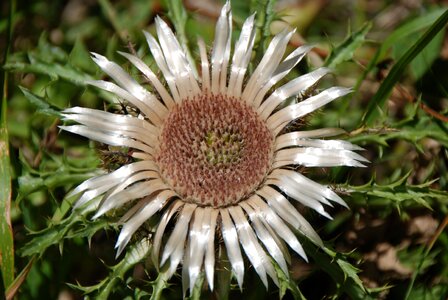 Nature almen prickly